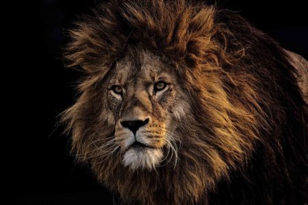 No Leadership Without The Ability To Motivate